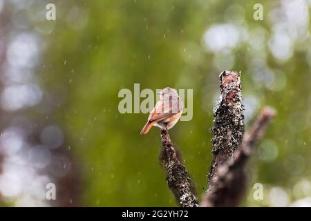 Weiblicher Rotstarter (Phoenicurus phoenicurus), der im Regen auf einem Baum sitzt. Stockfoto