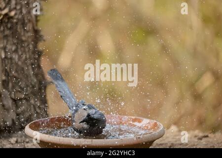 Grauer Treepie (Dendrocitta formosae) Vogel fotografiert in Sattal beim Baden im Wasserkörper. Stockfoto