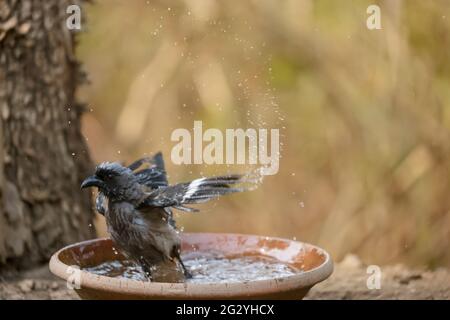 Grauer Treepie (Dendrocitta formosae) Vogel fotografiert in Sattal beim Baden im Wasserkörper. Stockfoto