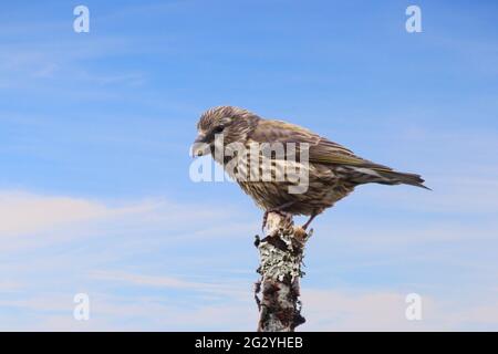 Junger Papageienkreuzschnabel (Loxia pytyopsittacus), der auf einem Baum thront. Stockfoto