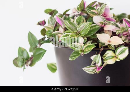 Tradescantia fluminensis tricolor Pflanze in schwarzem Topf auf weißem Hintergrund Stockfoto