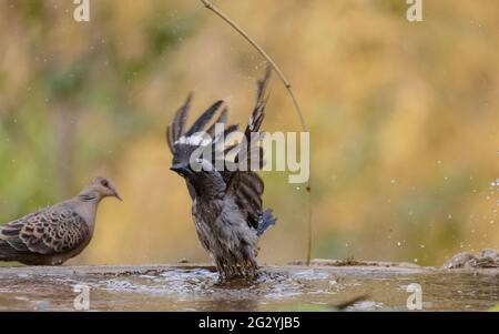 Grauer Treepie (Dendrocitta formosae) Vogel fotografiert in Sattal beim Baden im Wasserkörper. Stockfoto