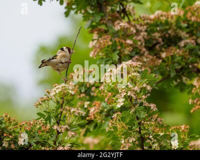 Goldfink (Carduelis carduelis) sitzt zwischen der Blüte Stockfoto