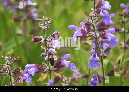 Biene Im Frühling Stockfoto