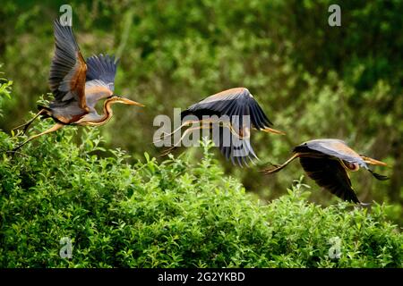 Ardea purpurea Purpurpurpurpurpurpurpurpurpurpurroter Reiher Stockfoto