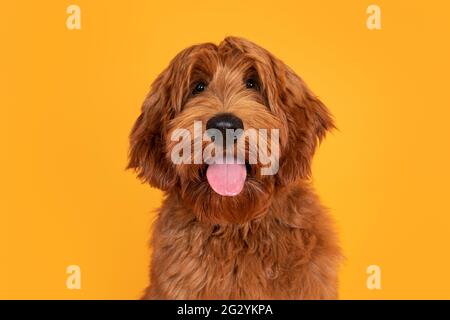 Kopfaufnahme eines hübschen männlichen Cobberdog aka Labradoodle, der nach vorne zeigt. Blick auf die Kamera mit freundlichem Gesicht und Zunge. Isoliert auf o Stockfoto