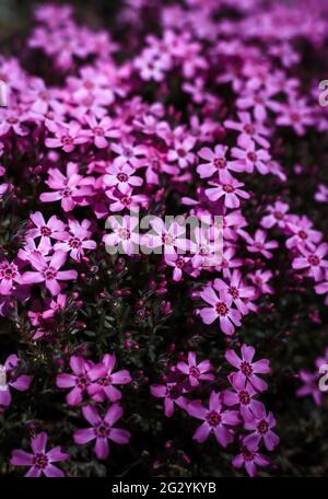 Schleichende Phlox-Blumen isoliert auf dunklem Hintergrund Stockfoto