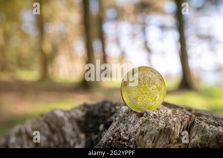 Nahaufnahme von Cardano auf einem Baumstumpf im Freien mit natürlichem, unscharfem grünen Waldhintergrund und Kopierbereich. Eine ADA-Kryptowährung in Gold. Stockfoto
