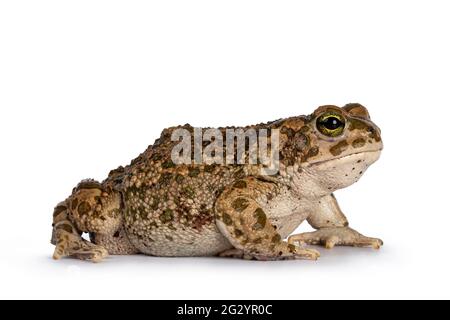 Bufo boulengeri alias African Green Kröte, sitzende Seitenwege. Wegschauen von der Kamera. Isoliert auf weißem Hintergrund. Stockfoto