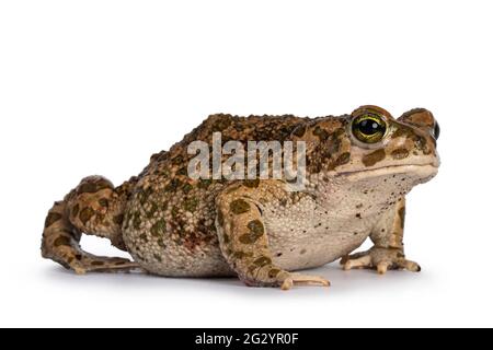 Bufo boulengeri alias African Green Kröte, sitzende Seitenwege. Blick auf die Kamera. Isoliert auf weißem Hintergrund. Stockfoto