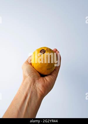 Guave auf der Hand in einem hellen Hintergrund Stockfoto