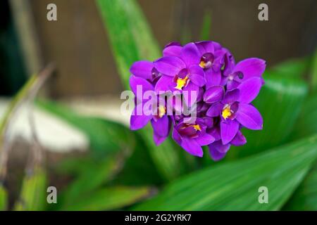 Lila Orchidee (Spathoglottis plicata) Stockfoto