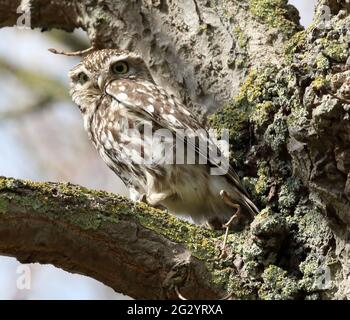 Steinkauz (Athene Noctua) Stockfoto