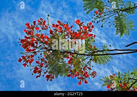 Royal poinciana, extravagante oder Flammenbaumblumen (Delonix regia) Stockfoto