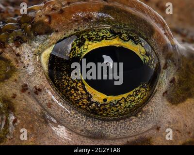 Vollformat-Makroaufnahme des Auges von Bufo boulengeri aka African Green Toad. Stockfoto