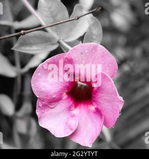 Erstaunliche violette Blume mit fünf Blütenblättern nass mit Regentropfen hängen auf sie wegen regen bis einen Moment vor in einem schwarz-weißen Hintergrund Stockfoto