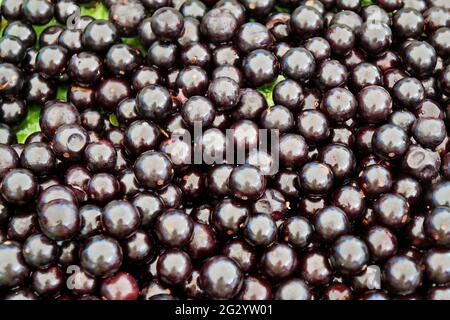 Brasilianische Grapefruits (Plinia cauliflora) auf dem Marktplatz Stockfoto