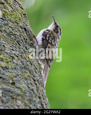 Eurasischer oder gewöhnlicher Baumkäfer (Certhia Familiaris) Stockfoto