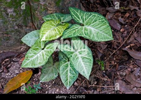 Arrowhead Pflanze (Syngonium podophyllum) auf tropischen Regenwald Stockfoto