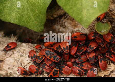 Eine Gruppe von roten, olderen Insekten in der Natur Stockfoto