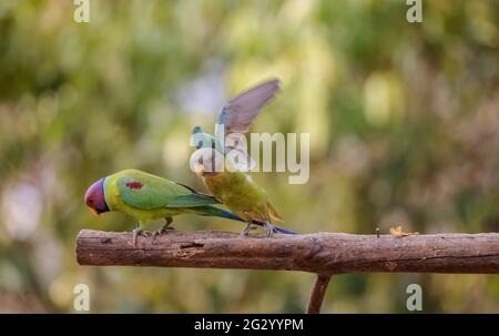 Graukopfsittich (Psittacula finschii) Vogel im Wald von Sattal, Uttarakhand. Stockfoto