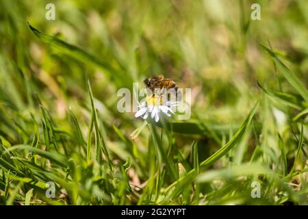 Honigbiene sammelt Nektar aus einer Gänseblümchen in einem bewachsenen, grasbewachsenen Garten Stockfoto