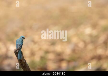 Verditer Flycatcher (Eumyias thalassinus) Vogel, der in der Nähe des Wasserkörpers thront. Stockfoto