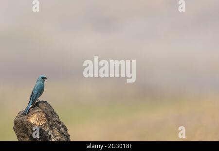Verditer Flycatcher (Eumyias thalassinus) Vogel, der in der Nähe des Wasserkörpers thront. Stockfoto