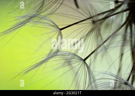 Nahaufnahme von geflügelten Samen der Dosenkopfpflanze Stockfoto
