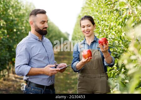 Agronom, Besitzer, Landwirt überprüft gute Ernte auf Öko-Farm Stockfoto