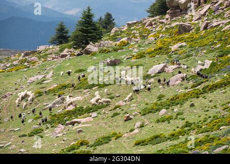 Schöner Blick vom Chelia National Park. Atlas Zedernwald (Cedrus Atlantica) in Mount Chelia im Aures-Gebirge in Algerien Stockfoto