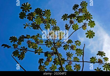 Schlangenholz (Cecropia peltata) Stockfoto