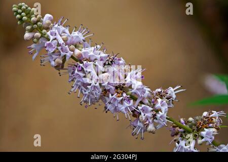 Vitex-, Chastetree- oder Chasteberry-Blüten (Vitex agnus-castus) Stockfoto