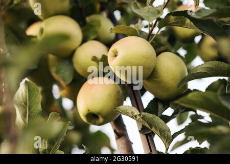 Köstliche saftige Bio-Früchte im Garten bereit für die Ernte. Landwirtschaft im Sommer Stockfoto