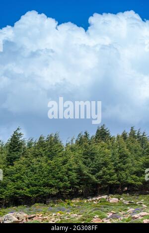 Schöner Blick vom Chelia National Park. Atlas Zedernwald (Cedrus Atlantica) in Mount Chelia im Aures-Gebirge in Algerien Stockfoto