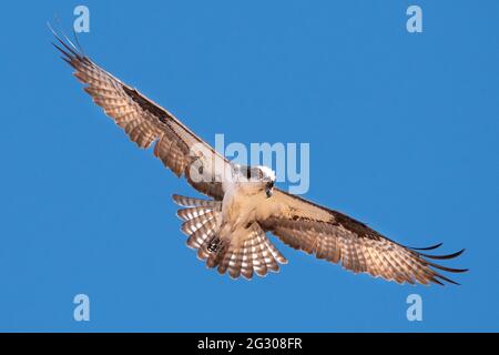 Ein Alleinadler schwebt über einem Teich im Norden arizonas und sucht nach seiner nächsten Mahlzeit, isoliert vor einem blauen Himmel. Stockfoto