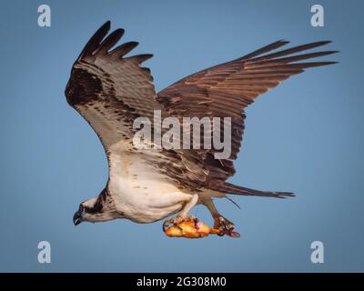 Ein ausgewachsener Fischadler trägt einen großen Goldfisch zu seinem Nest. Isoliert gegen einen blauen Himmel. Stockfoto