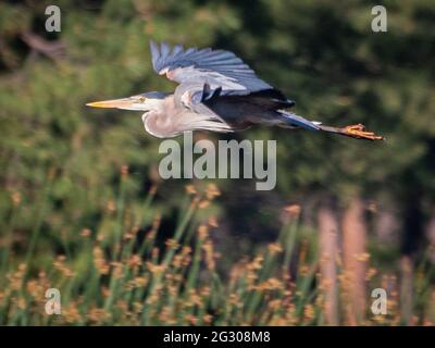 Ein einziger blauer Reiher fliegt über einen Teich im Kachina Village südlich von Flagstaff, Arizona. Stockfoto