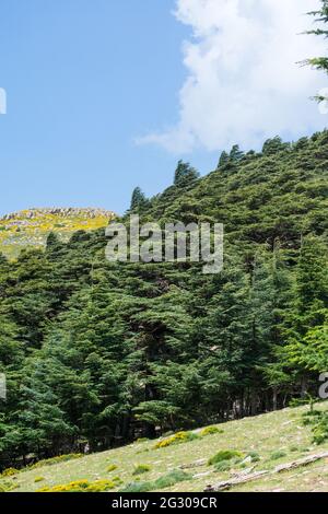 Schöner Blick vom Chelia National Park. Atlas Zedernwald (Cedrus Atlantica) in Mount Chelia im Aures-Gebirge in Algerien Stockfoto