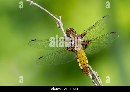 Breitkörperiger Chaser, (Libellula depressa) weibliche Libelle goldbraun breiter abgeflachtter Bauch mit gelben Flecken an den Seiten brauner Fuß bis gefleckte Flügel Stockfoto