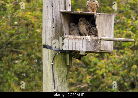 Kestrel Nistkasten mit Küken (falco tinnunculus) Greifvögel. Küken warten auf Eltern, um Nahrung wie Nagetiere zu bringen. Elternteil oben mit Nagetier. Stockfoto