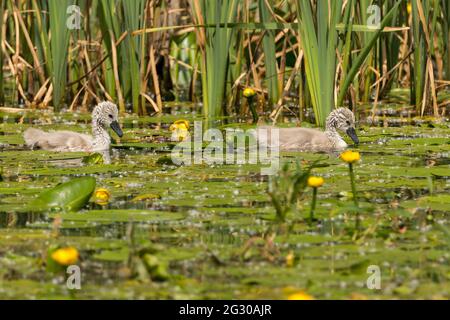 Mute Schwan Küken (cygnus olor) Cygnets grau buffisch braun Gefieder und dunkelgrau Schnabel sehen niedlich mit schlammigen Hals und Gesicht von der Fütterung in lilly Teich Stockfoto