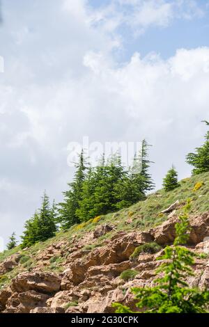 Schöner Blick vom Chelia National Park. Atlas Zedernwald (Cedrus Atlantica) in Mount Chelia im Aures-Gebirge in Algerien Stockfoto