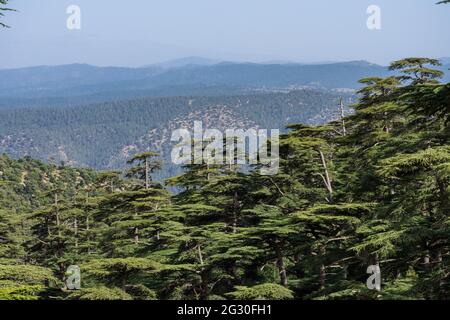 Schöner Blick vom Chelia National Park. Atlas Zedernwald (Cedrus Atlantica) in Mount Chelia im Aures-Gebirge in Algerien Stockfoto