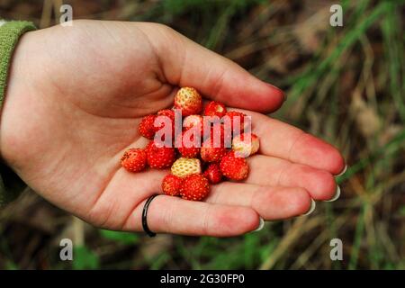 Eine Handvoll wilde Erdbeeren in der Handfläche einer Frau Stockfoto
