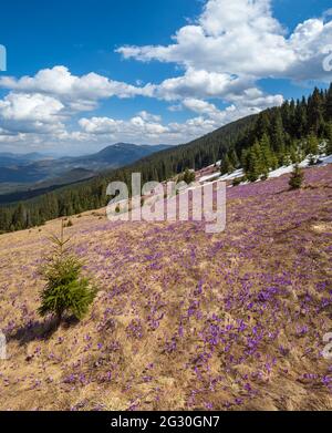 Blühender violetter Crocus heuffelianus (Crocus vernus) Alpenblumen auf dem karpatischen Hochplateau im Frühling, Ukraine. Stockfoto