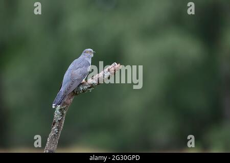 Kuckuck (Cuculus canorus). Dieses Männchen, lokal bekannt als Colin der Kuckuck, ist seit mindestens 5 Jahren im Sommer präsent (2016 - 2021) Stockfoto