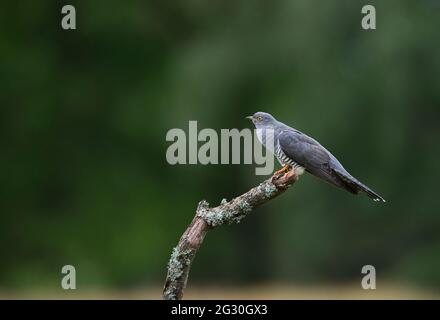 Kuckuck (Cuculus canorus). Dieser Rüde, lokal bekannt als Colin der Kuckuck, füllt seine Lungen, bevor er den bekannten „Kuckuck“-Ruf ausruft. Stockfoto