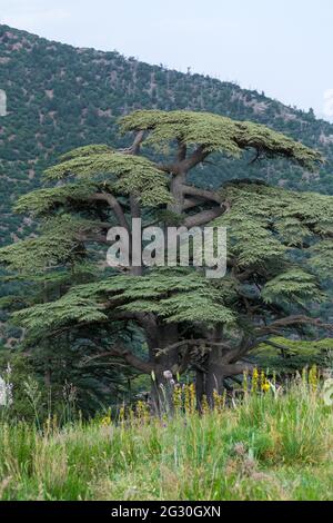 Nahaufnahme Vertikale Aufnahme des Zedernbaums Blue Atlas (Cedrus Atlantica) im Chelia National Park im Aures-Gebirge, Algerien Stockfoto