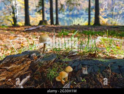 Pilz auf Waldwiese am Ufer des malerischen Sees. Vilshany Wasserreservoir am Tereblya Fluss, Transkarpatien, Ukraine. Schöner Herbsttag Stockfoto